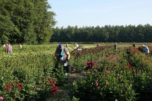 Elim levert bloemen voor corso in Sint Jansklooster, maar het plukken was woensdag zwaar. ‘Mensen ga