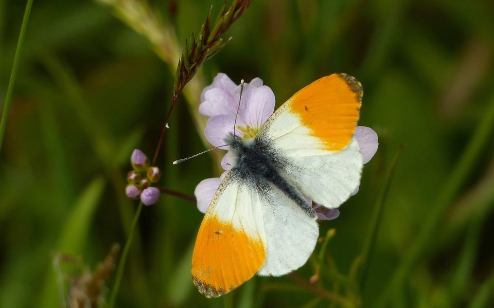 Mannetje oranjetip op pinksterbloem.