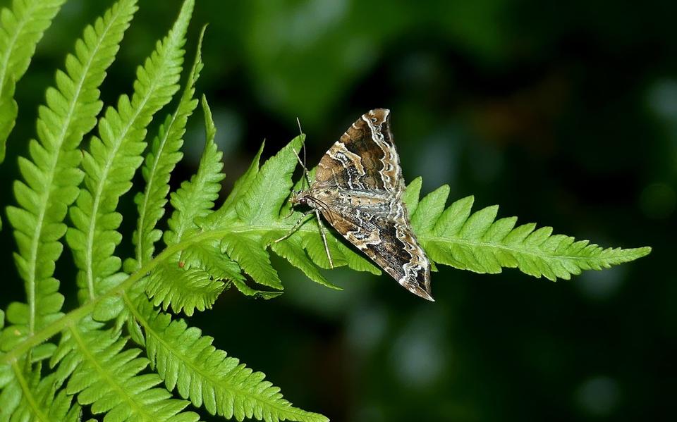Wortelhoutspanner in de tuin.