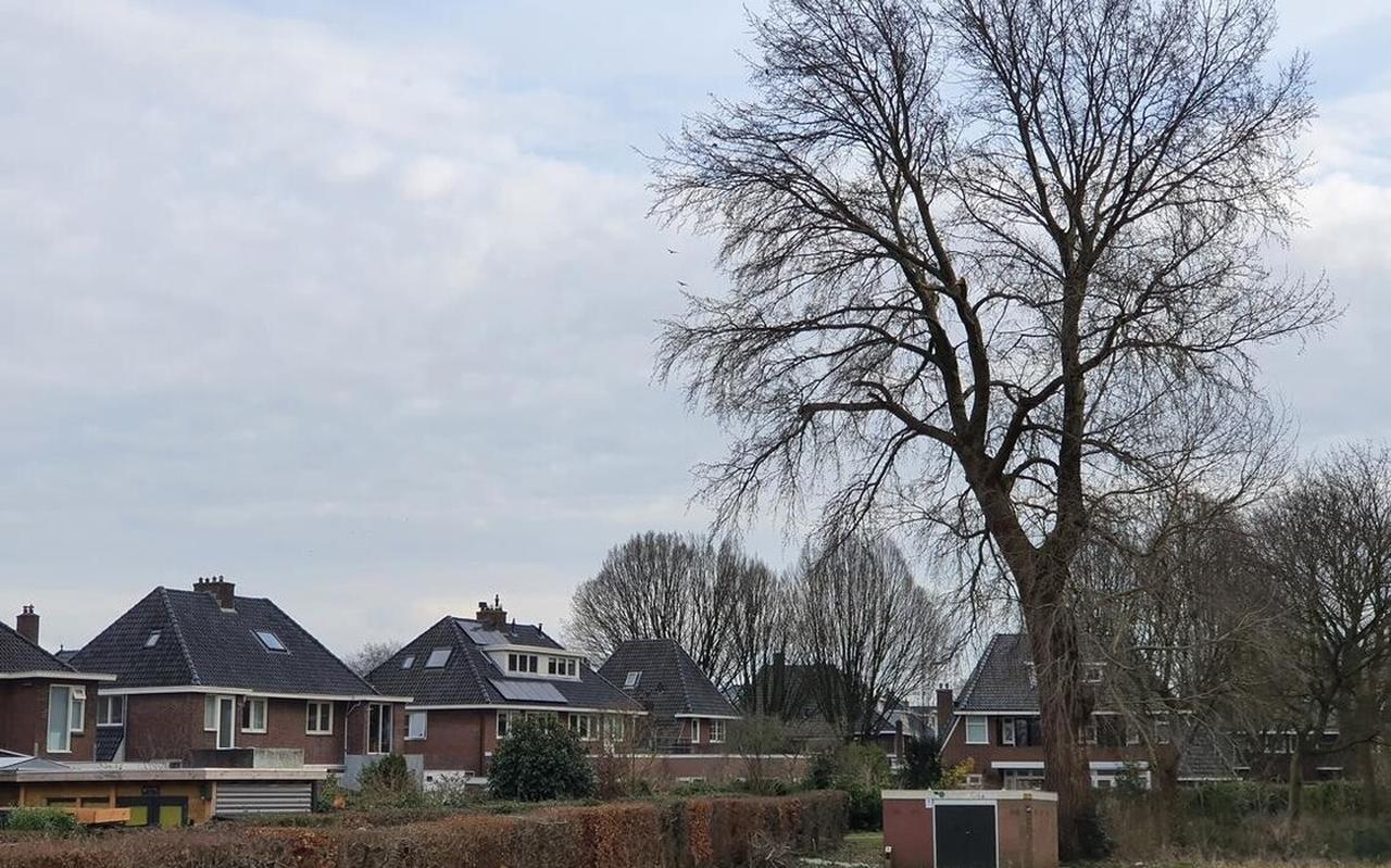 De bewuste populier met onderaan het gasverdeelstation van Rendo. Met zicht op de achterkant van de woningen aan de Prinses Margrietlaan. De bewuste populier met onderaan het gasverdeelstation van Rendo. Met zicht op de achterkant van de woningen aan de Prinses Margrietlaan.