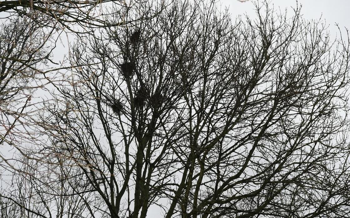 Nesten van roeken in bomen in Meppel. Nesten van roeken in bomen in Meppel.