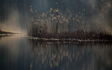 Pieter Veraart heeft een bijzondere foto gemaakt van de mist in het Staphorsterbos. 