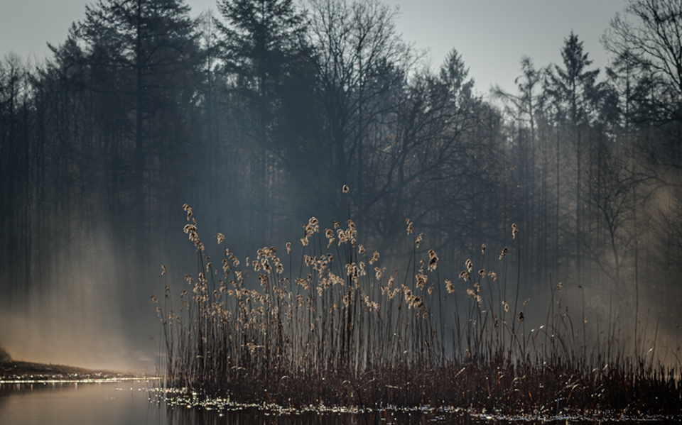 Pieter Veraart heeft een bijzondere foto gemaakt van de mist in het Staphorsterbos. 