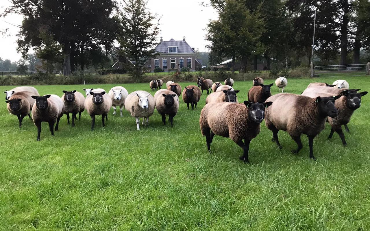 De schapen van Sjoerd Hoekstra: zijn grote trots.