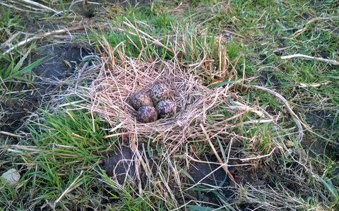 Geuje van Dijk vertelt deze avond over de aanwezige fauna in het gebied rondom de Veldschuur en de Mastenbroekerpolder.