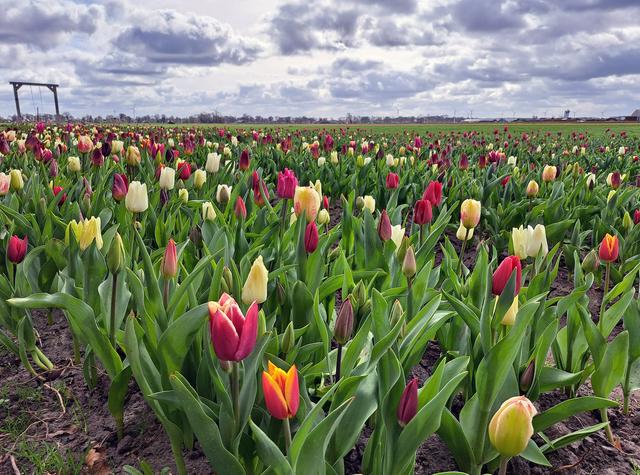 Kleurrijke Tulpen staan in Rouveen klaar om voor een habbekrats geplukt te worden. ‘Alles in goed ve