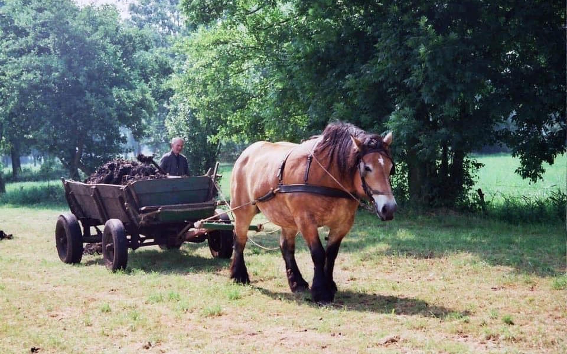 De Handelskeuring Rouveen kent een traditie in spraakmakende shows met een knipoog naar de actualiteit.