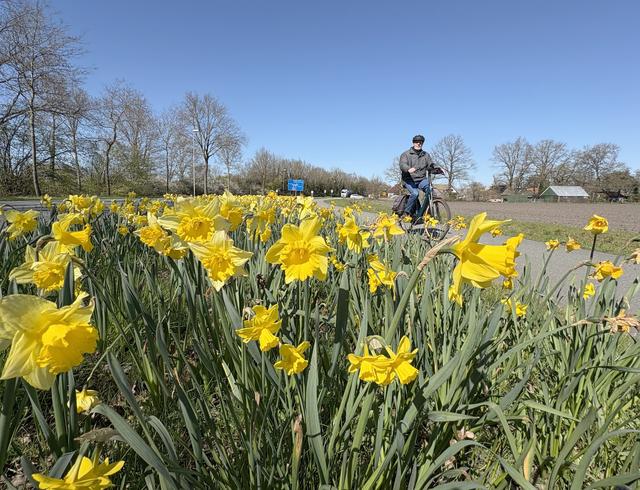 Staphorst rolt de gele lenteloper uit voor iedereen die het dorp vanaf de A28 binnenrijdt