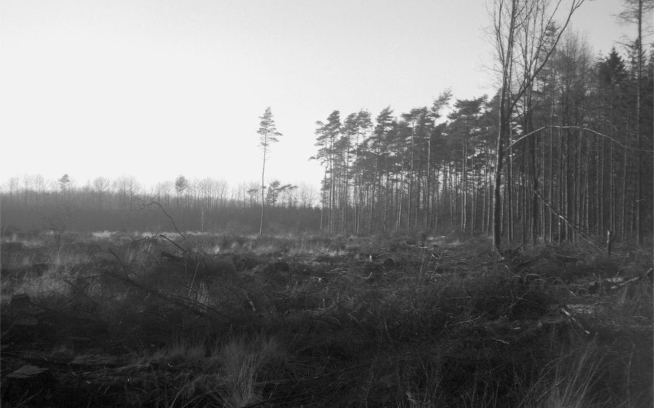 Grote open plekken in de bossen van landgoed De Eese nadat de ravage was opgeruimd. 