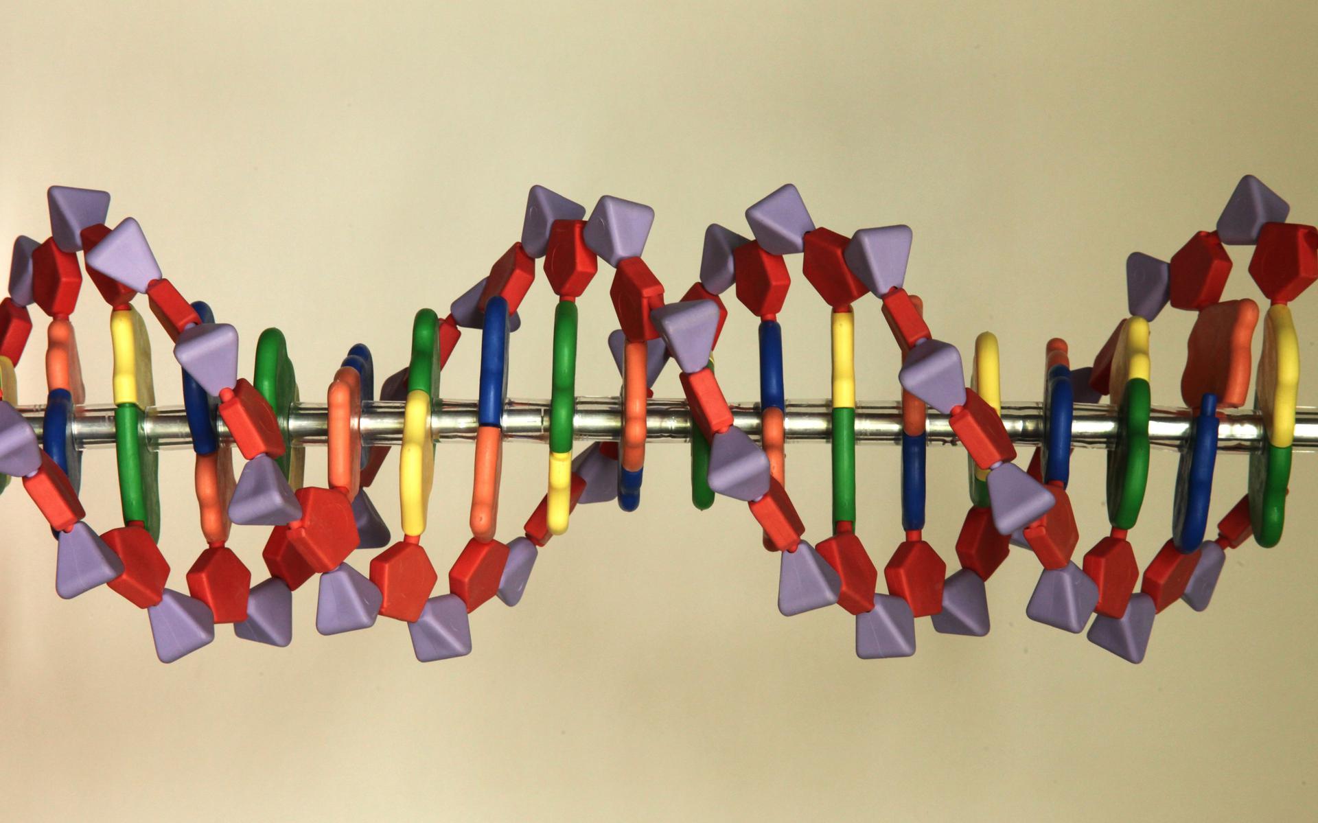 Een model van een deel van het DNA-molecuul.