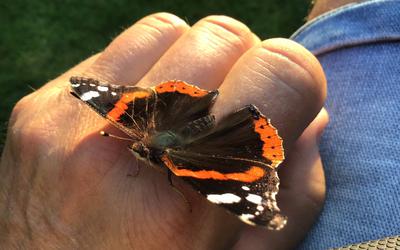 Het was alsof deze vlinder contact wilde maken met de maker van de foto.