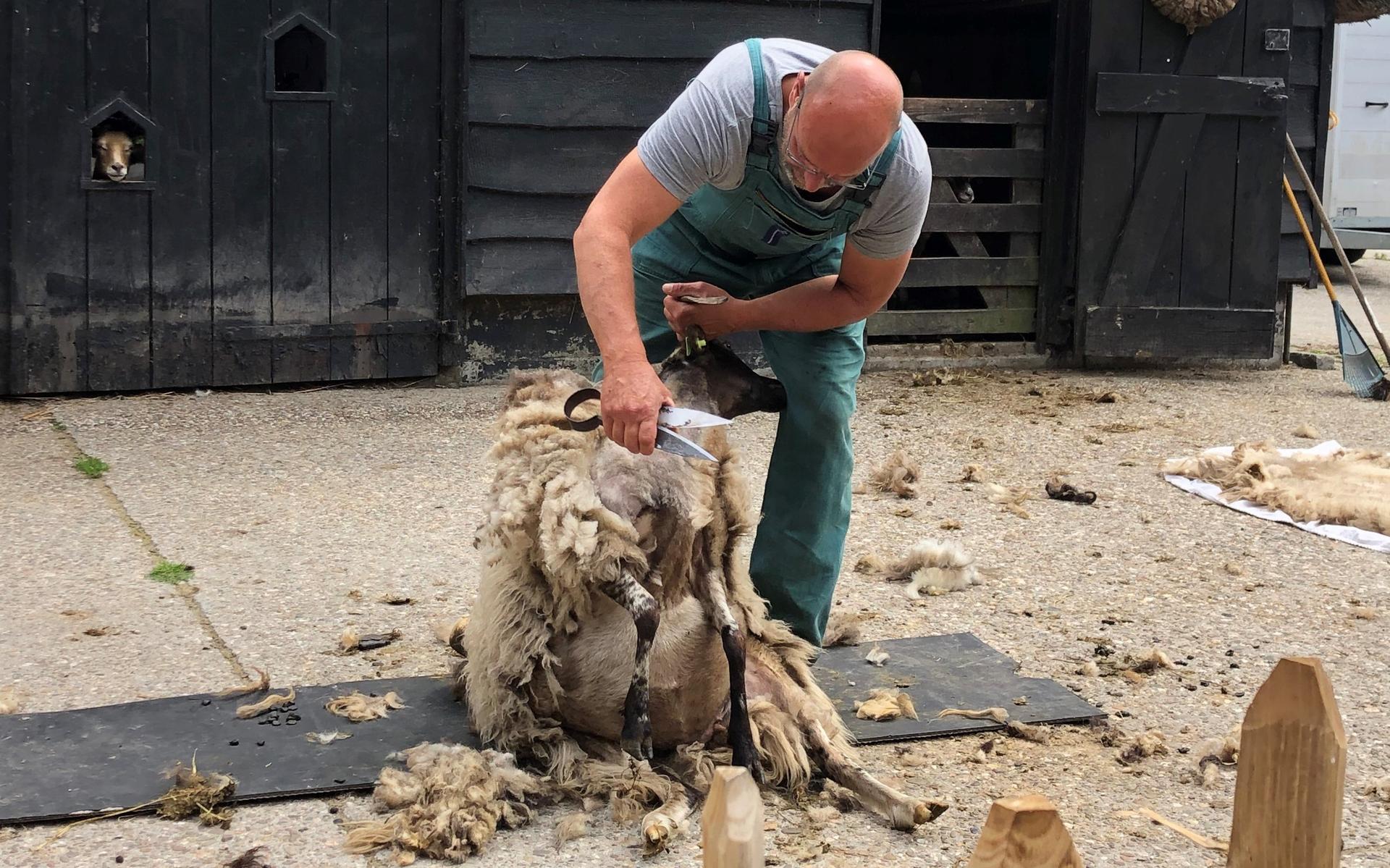 Herder Johan Coelingh scheert de dieren met de mooiste vachten.