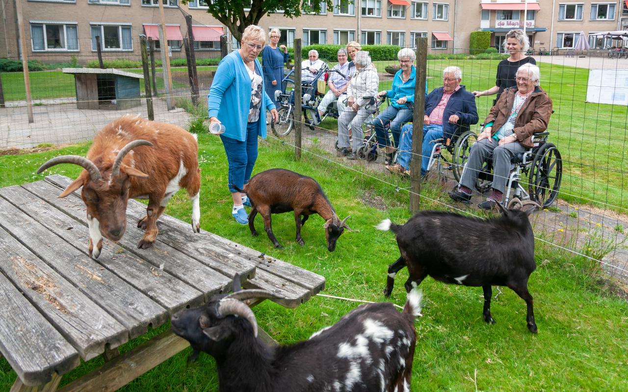 Bewoners van De Menning genieten dagelijks van dieren in het dierenparkje.