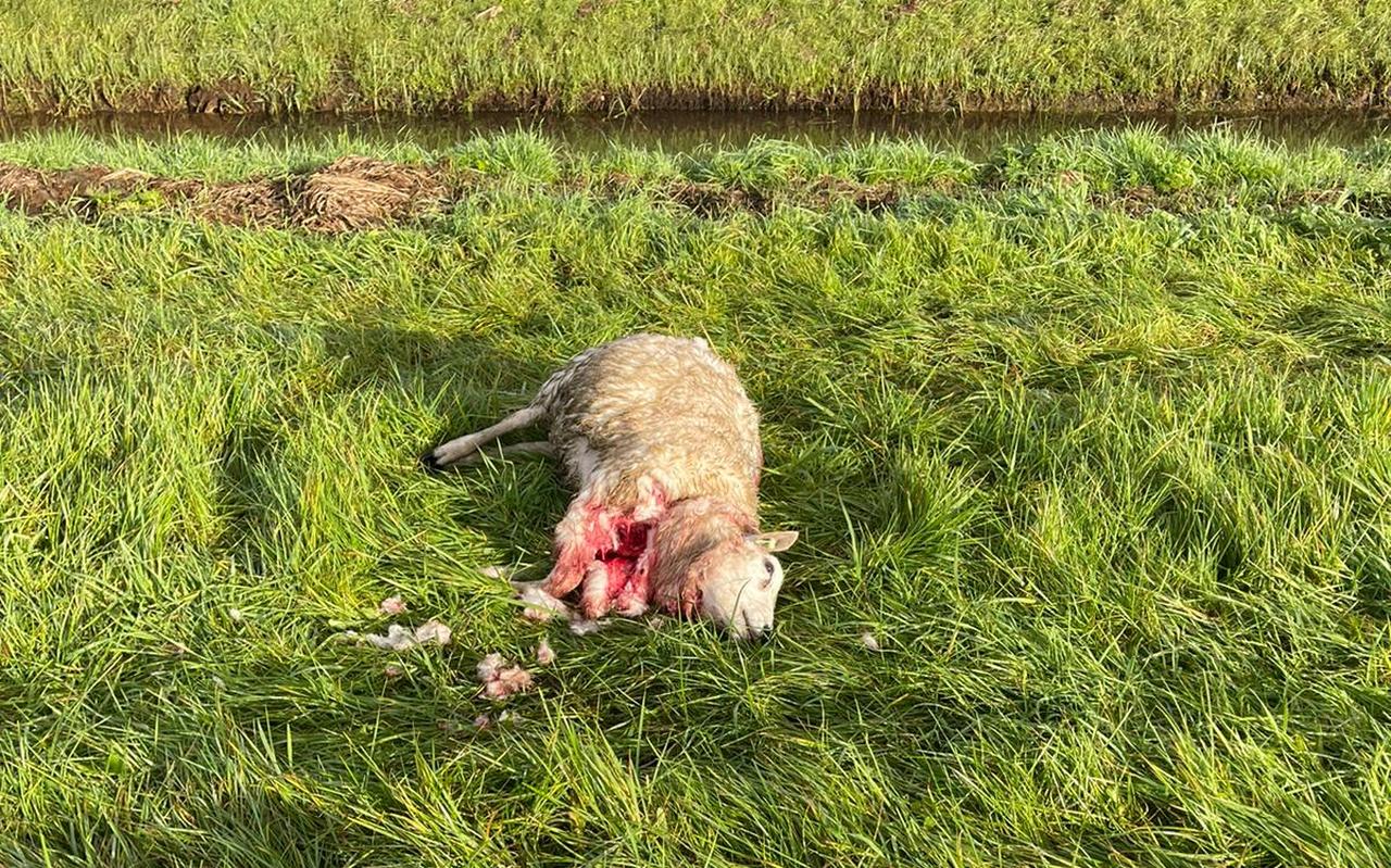 Een van de dode schapen in Wapse Een van de dode schapen in Wapse