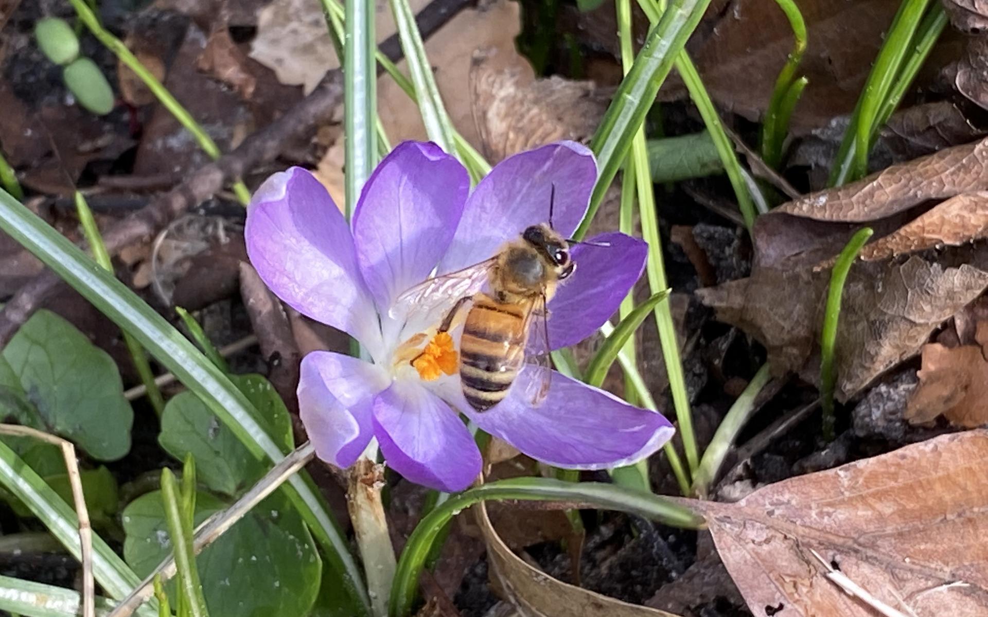 Biologische bloembollen uit Vledder zijn gewild. Opbrengst samenaankoopactie 2024 is meer dan verdub