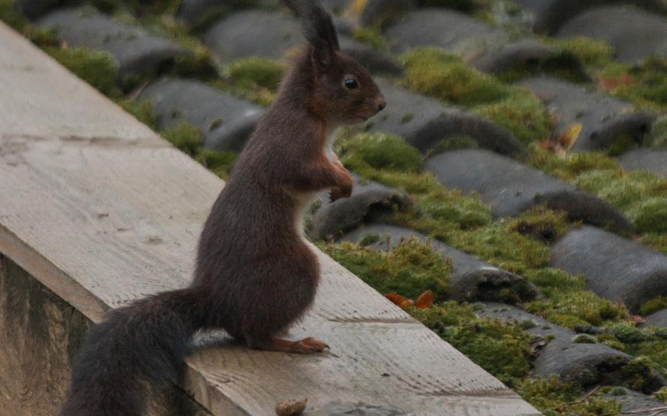 De eekhoorn bezoekt iedere dag op vaste tijd het netje pinda’s.