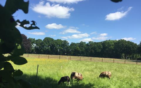 Het authentieke groene hart van Oosterboer: de weilanden van de familie Robaard waar nog steeds ponyconcoursen worden gehouden en op de achtergrond de boerderij.