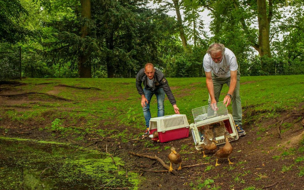 Collin van Dalen en Koos Knol laten de eendjes vrij in het Wilhelminapark in Meppel Collin van Dalen en Koos Knol laten de eendjes vrij in het Wilhelminapark in Meppel