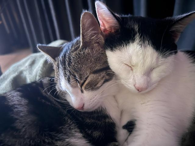 Katten Odie en Fien binnen twee weken na elkaar aangereden aan de Westergrift in Meppel. Baasje Femk