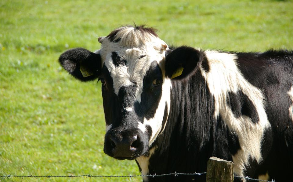 Koe in de wei.