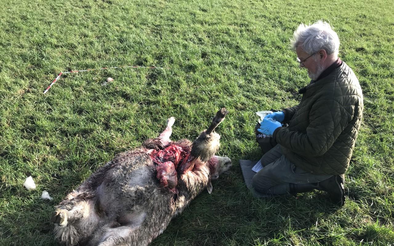 Onafhankelijk taxateur Johan Wesselink onderzoekt (eerder dit jaar) een gedood schaap in Vledder. Onafhankelijk taxateur Johan Wesselink onderzoekt (eerder dit jaar) een gedood schaap in Vledder.