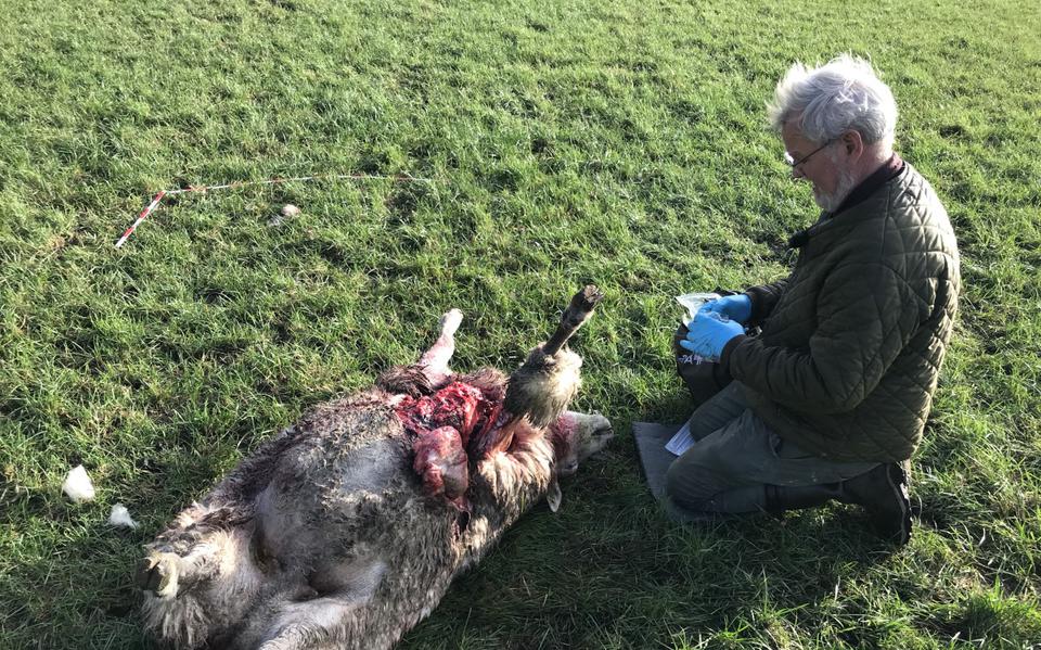 Onafhankelijk taxateur Johan Wesselink onderzoekt (eerder dit jaar) een gedood schaap in Vledder.