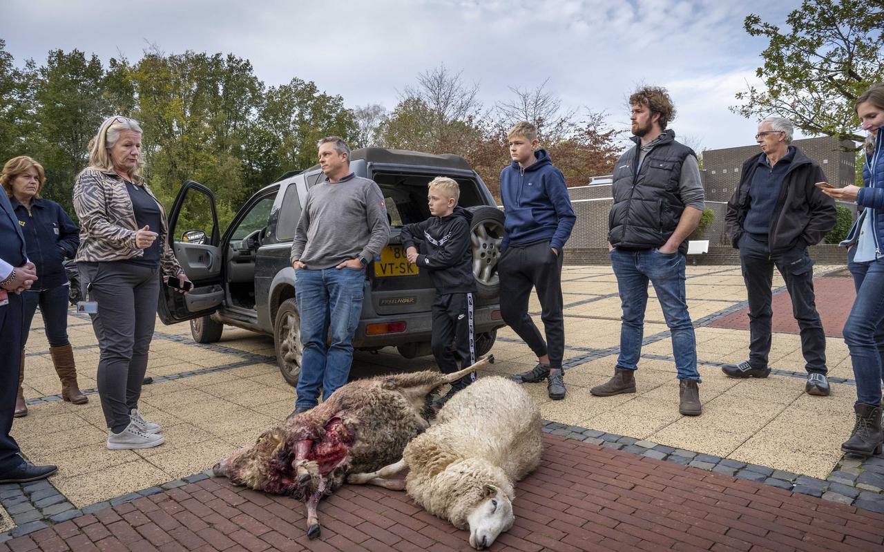 Boze schapenhouders bezorgen door wolven gedode schapen op het Provinciehuis in Assen.