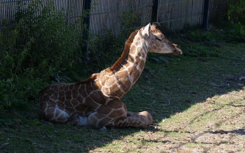 Nadira, het pasgeboren girafje. 