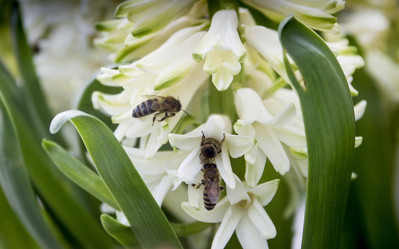 Bijen op bloeiende hyacinthen.