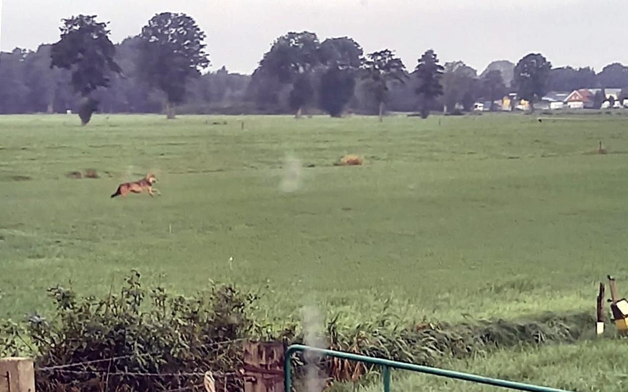 Hoewel het dier op de in Rouveen gemaakte foto niet aan alle kenmerken voldoet, denken experts toch wel aan een wolf. Hoewel het dier op de in Rouveen gemaakte foto niet aan alle kenmerken voldoet, denken experts toch wel aan een wolf.