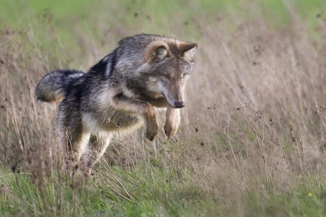 SGP Staphorst wil nulstandgebied voor de wolf, na weer vijf dode schapen in Rouveen: ‘Tijd voor duid