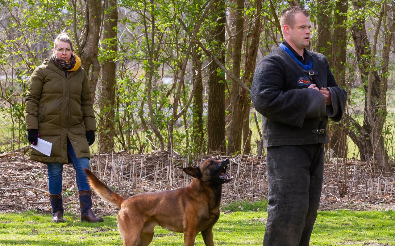 Keurmeester Emy Knol-Evers kijkt naar één van de deelnemende honden. Keurmeester Emy Knol-Evers kijkt naar één van de deelnemende honden.