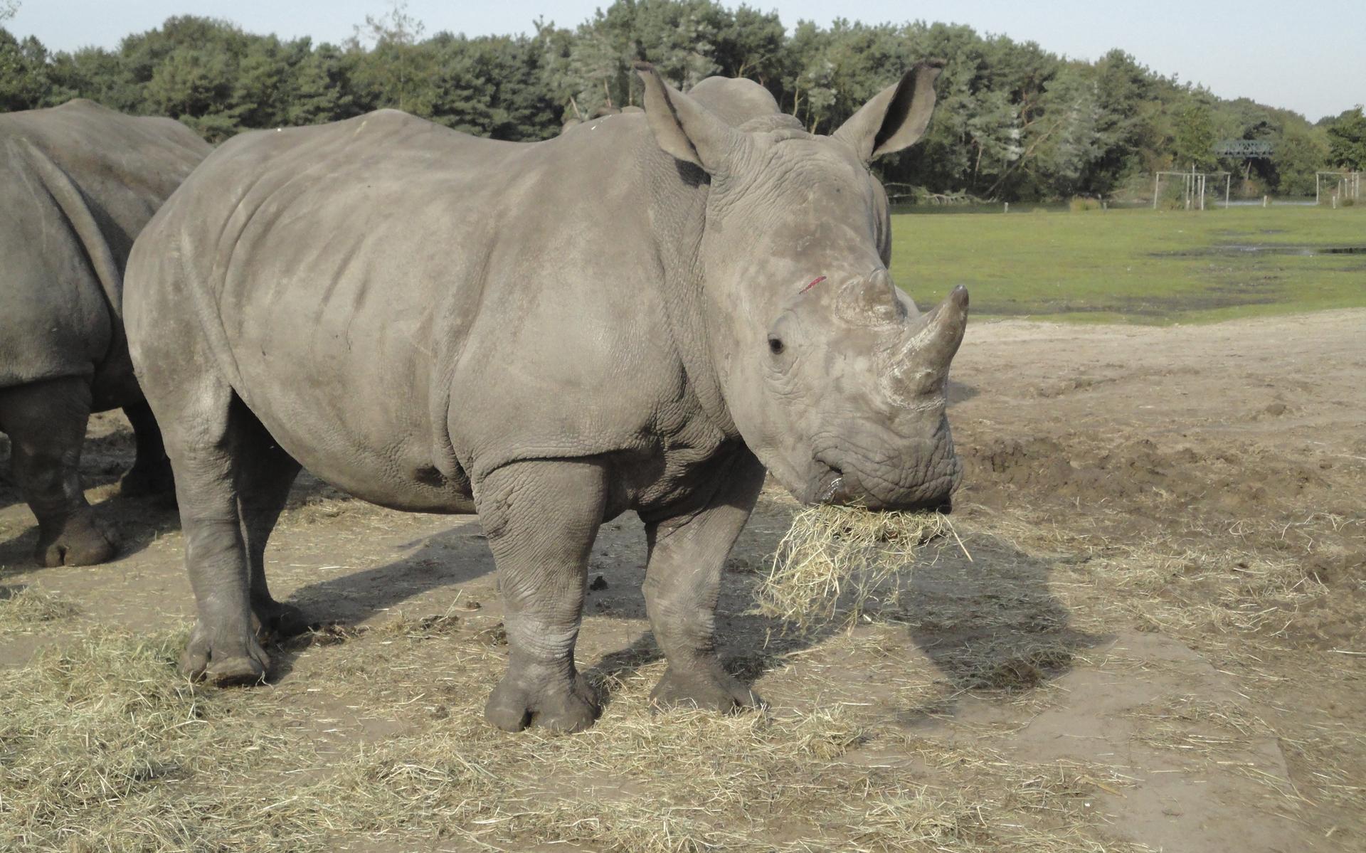 Neushoorn Zahra van Wildlands in Emmen verhuist binnenkort. Bekijk hier hoe haar verzorgers alvast o