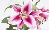 De bollenteelt levert fraaie bloemen op, maar veel mensen maken zich zorgen over de gevolgen van het gebruik van bestrijdingsmiddelen.