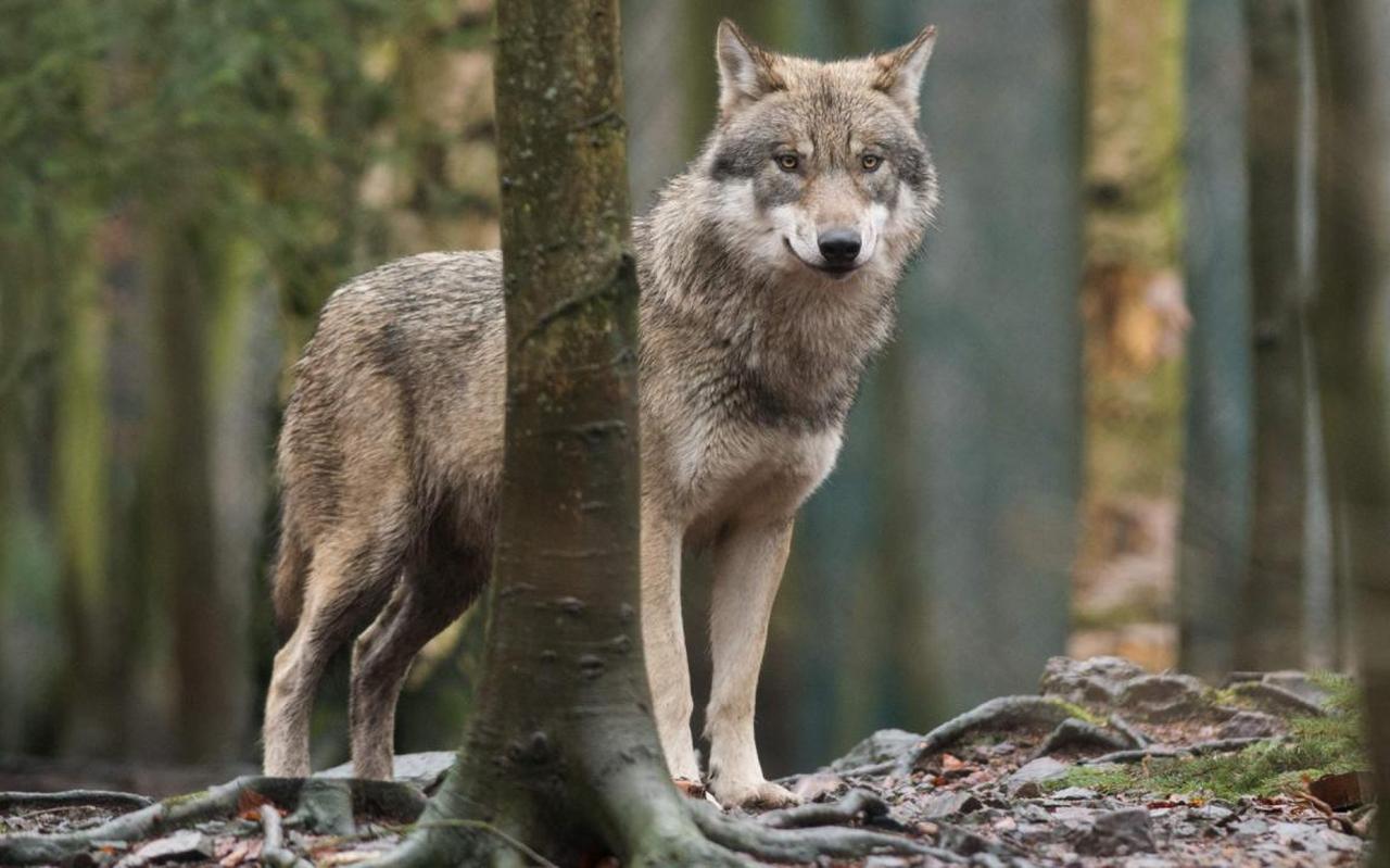 De wolf slaat toe in Drenthe. De wolf slaat toe in Drenthe.