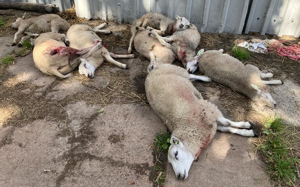 Deze acht lammeren van Stefan Worst waren er zodanig slecht aan toe, dat ze alsnog moesten worden afgemaakt door de dierenarts.