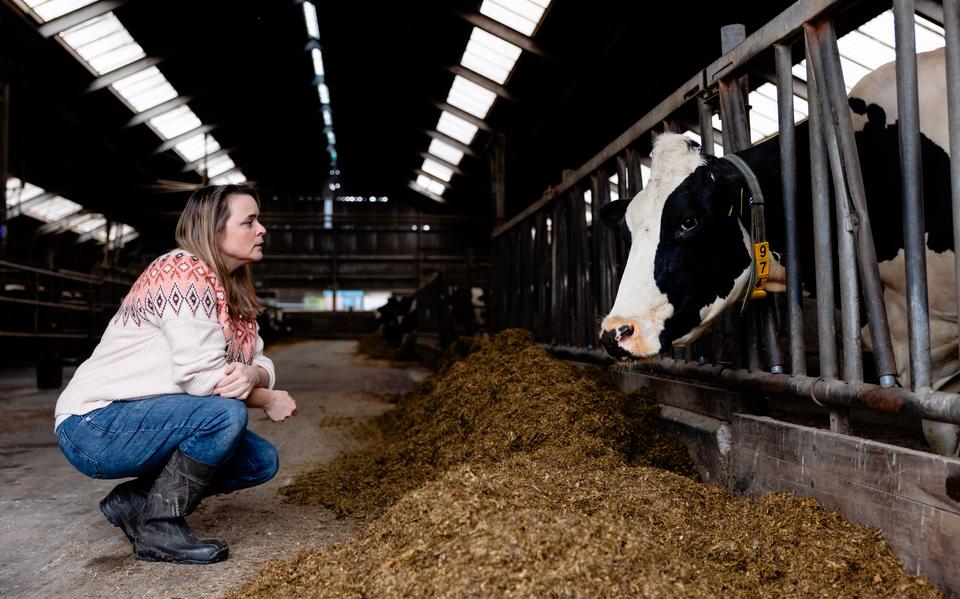 CDA-Kamerlid en boerin Eline Vedder en haar man stoppen waarschijnlijk dit jaar met hun melkveehouderij in Zuidwest-Drenthe.