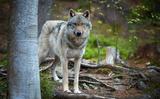 Canis lupus, alias de wolf. 