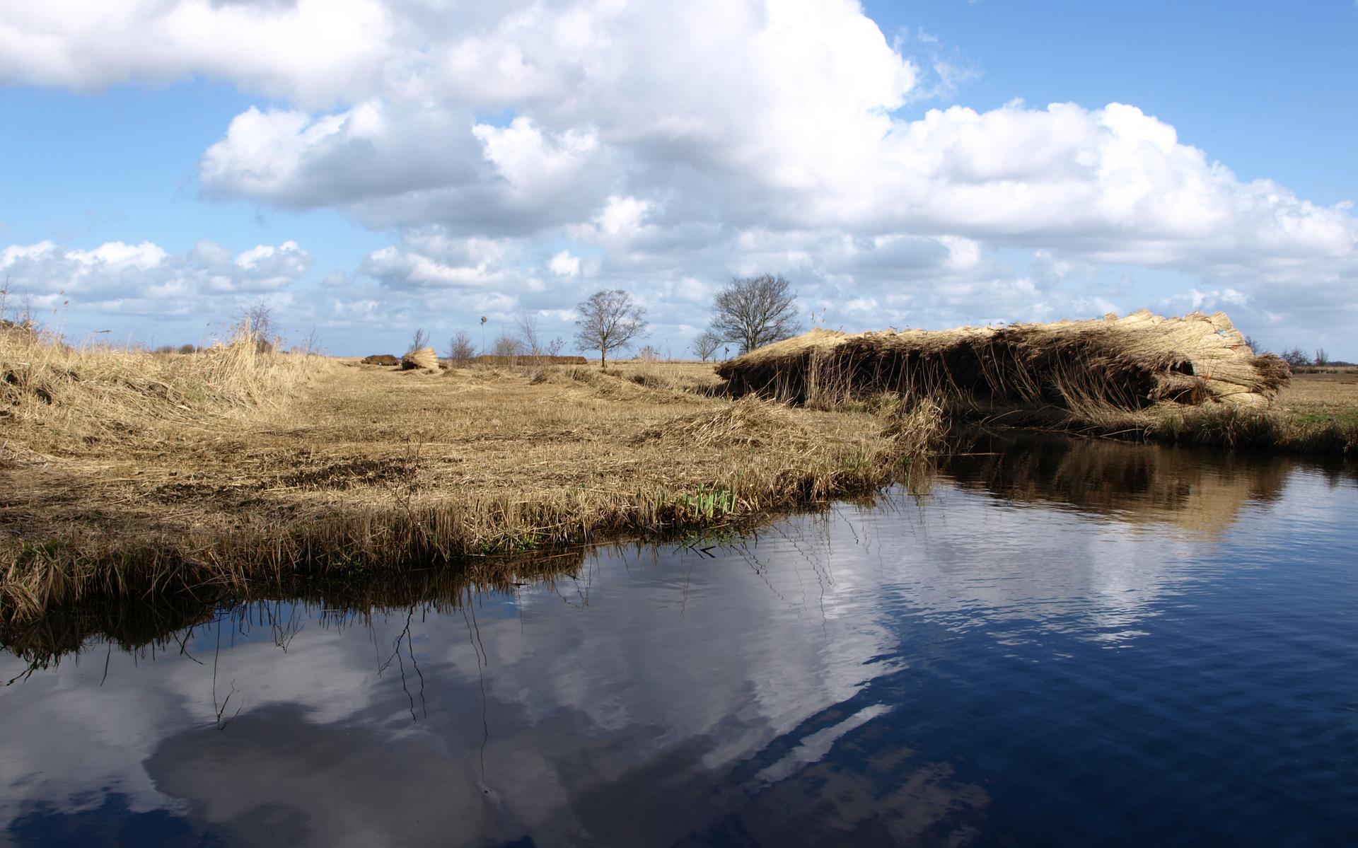 Riet in De Wieden
