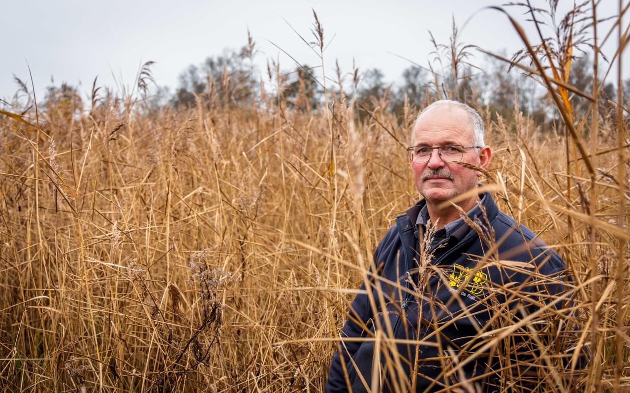 Rietland- en natuurbeheerder Wout van de Belt uit Belt-Schutsloot: „Elk jaar hebben we minder riet en eigenlijk doet niemand er wat aan”. Rietland- en natuurbeheerder Wout van de Belt uit Belt-Schutsloot: „Elk jaar hebben we minder riet en eigenlijk doet niemand er wat aan”.